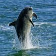 Fröhlicher Delfin wieder in Travemünde