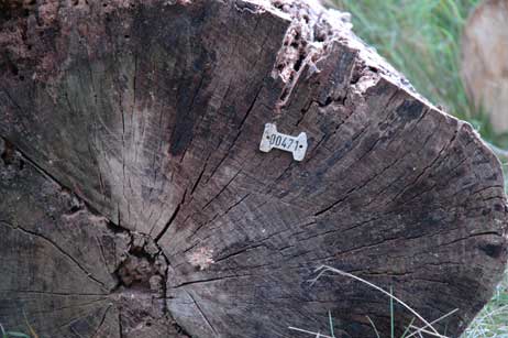 30. August 2005: Für den zusätzlichen Stichweg müssen Bäume fallen. Ob das die Tiere im Wald so gut finden? Foto: ARCHIV TRAVEMUENDE AKTUELL