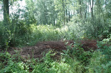 01. August 2007: Die Zeit schafft vollendete Tatsachen. Der kaputte Weidenflechtzaun und aufgeschüttete Baumschnitt-Abfälle werden langsam überwuchert, der Wanderweg ist zugewachsen. Foto: RD