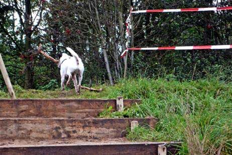 Spaziergänger, darunter viele Hundehalter, freuen sich über die Treppe und nutzen sie eifrig. Foto: KARL ERHARD VÖGELE