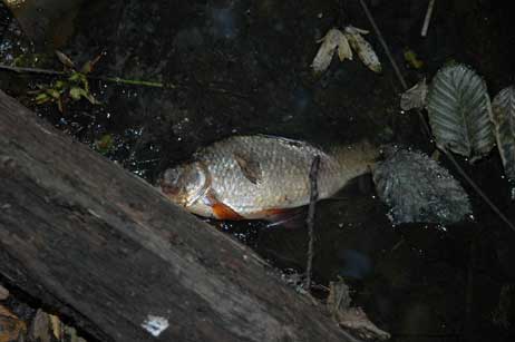 Tote Fische im Teich