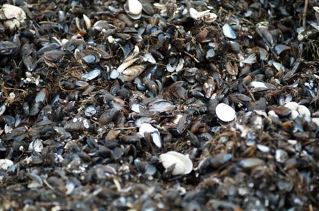 Das sind die Übeltäter: schön serviert mit Weißwein sind sie eine Delikattesse. Aber stinkend am Strand wollen wir sie nicht haben.
