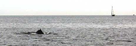 Ein Erlebnis für Bootsmannschaften, die das Glück haben, den Wal zu sichten. Foto: <b>WASSERSCHUTZPOLIZEI TRAVEMÜNDE</b>