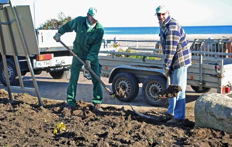 Holger Thams (links) und Bernd Levy sicherten am Dienstag das Rosenbeet vor den Promenaden-Baggern. Foto: <b>TA</b>