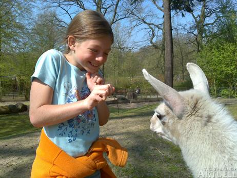 Auch der bei Kindern sehr beliebte Rostocker Zoo präsentiert sich auf am Montag, 16. April, von 14:00 Uhr bis 19:00 Uhr auf dem Koberg. Allerdings nicht mit Lamas, sondern mit dem neuen Darwineum. Foto: <b>ARCHIV TA</b>