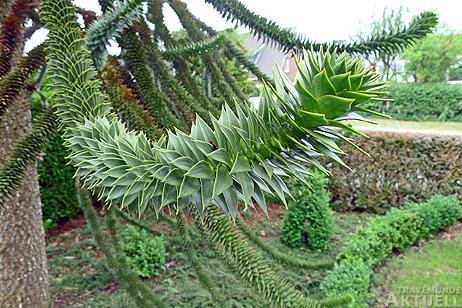 Der wissenschaftliche Name ist Auracaria araucana (Molina) K. Koch, volkstümlich kann man auch Affenschwanzbaum sagen. Foto: <b>KARL ERHARD VÖGELE</b>