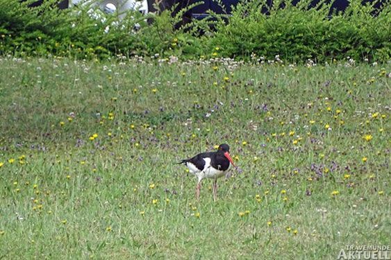 Austernfischer in der Nordmeerstraße: Wer weiß, wo die auffälligen Vögel in diesem Jahr brüten? Foto: <b>PRIVAT</b>