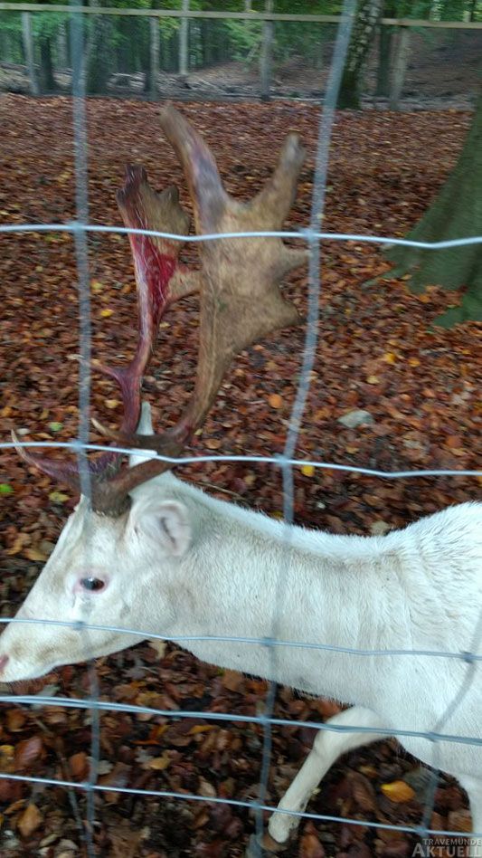 Mit schon blutigem Geweih stieß der Hirsch immer wieder zu. Anderthalb Stunden dauerte das Drama am Zaun. Fotos: <b>PT</b>