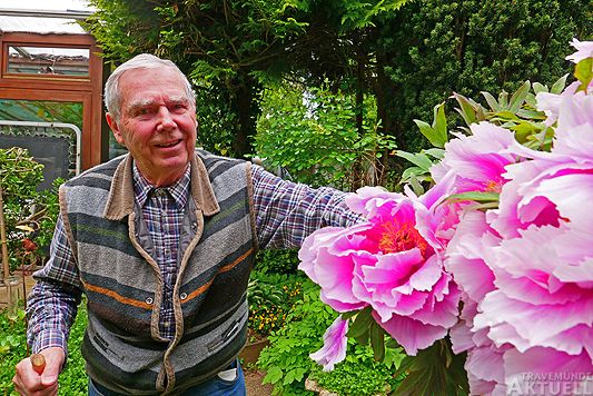 Manfred Gerth, neben dem blühenden Strauch seiner Bauernrose, die er vor langer Zeit geschenkt bekommen hat und die nur noch wenige Tage blühen wird. Bis auf zwei Knospen, die ihm als Nachzügler der schönen Pracht noch verbleiben. <b>Foto: KARL ERHARD VÖGELE</b>