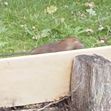 Zum Artikel Zu viele Ratten im Park?