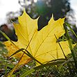 Zum Artikel Der goldene Herbst hat begonnen