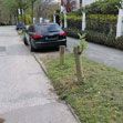 Zum Artikel CDU Travemünde: Straßenbäume sind klimaschonend und ortsprägend