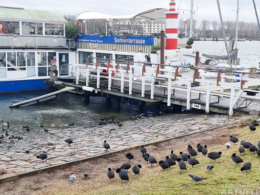 Die Grünflächen zwischen der Trave und der Vorderreihe sind auch bei den Zugvögeln beliebt. – Foto TA