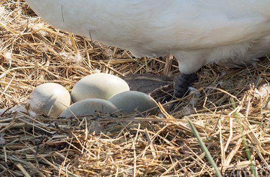 In diesem Nest lassen sich aktuell 4 Eier zählen. – Foto: TA
