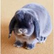 Kaninchenhaltung – niemals nur ein »Osterhase«