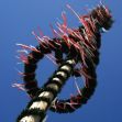 Zum Artikel Maibaum-Aufstellen
