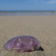 Zum Artikel Feuerquallen in der Ostsee – erkennen und richtig reagieren