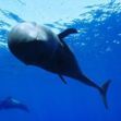 Die International Ocean Film Tour Vol. 11 macht Halt in Niendorf