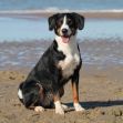Zum Artikel Hunde erst ab November am Strand: Warum die Regelung verschärft wurde