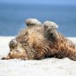 CDU Travemünde fordert: Hunde sollen schon ab Oktober an den Strand dürfen