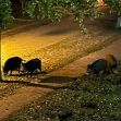 Priwall: Ruhe, Natur und Wildschweine