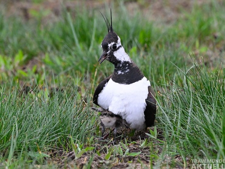 Hudernder adulter Kiebitz mit Küken. Fotograf:Torsten Schwarz