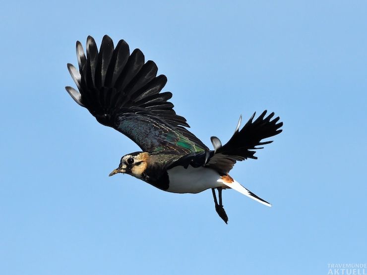 Kiebitz im Flug. Fotograf: Torsten Schwarz