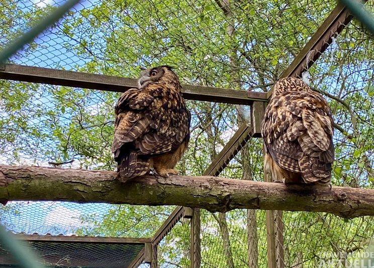 Seit Mitte Dezember ist der Vogelpark geschlossen. Der Förderverein hofft auf eine baldige Wiedereröffnung des Vogelparks unter neuer Leitung. Foto: TA