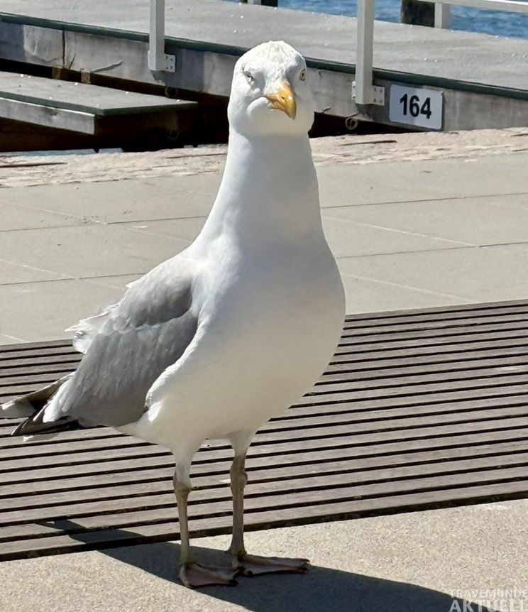 Fischbrötchen im Blick. Moralische Bedenken eher weniger. Foto: TA