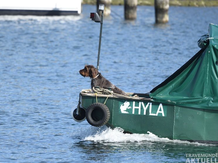 Mit dem Arbeitsboot »Hyla« geht es für die Teilnehmer zur Flussseeschwalbeninsel in der Pötenitzer Wiek, wo seltene Küstenvögel aus nächster Nähe beobachtet werden können. Foto: Naturwerkstatt Priwall