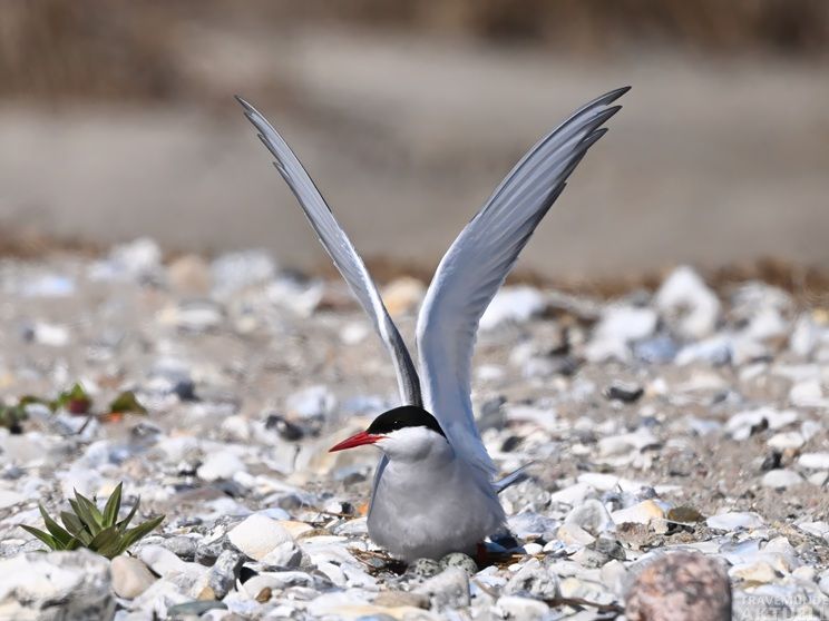 Auf der Flussseeschwalbeninsel in der Pötenitzer Wiek brüten jedes Jahr mehr als 110 Paare der stark gefährdeten Vogelart. Foto: Torsten Schwarz