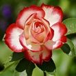 Zum Artikel Max Liebermanns Rosengarten ist das Highlight der Garten & Style Messe 2026