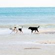 Zum Artikel Travemünder Strände werden für Hunde künftig früher freigegeben