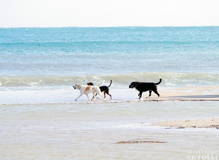 Ab dem 10. Oktober dürfen Hunde künftig rund drei Wochen früher an den Travemünder Stränden mitgeführt werden. Foto: stylemotions/pixabay
