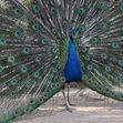 Zum Artikel Vogelpark Niendorf ist wieder für Besucher geöffnet