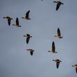 Vogelzug über der Ostsee: Wenn der Himmel zur Reiseroute wird