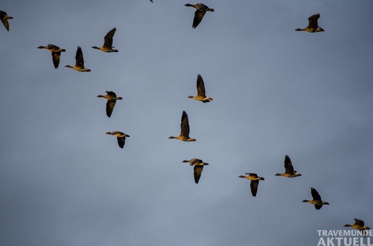 Im Spätsommer und Herbst ziehen zahlreiche Vogelarten über die Ostseeküste. Mit etwas Glück lassen sich die gefiederten Reisenden auch rund um Travemünde beobachten. Foto: uschil-wild-geese/pixabay