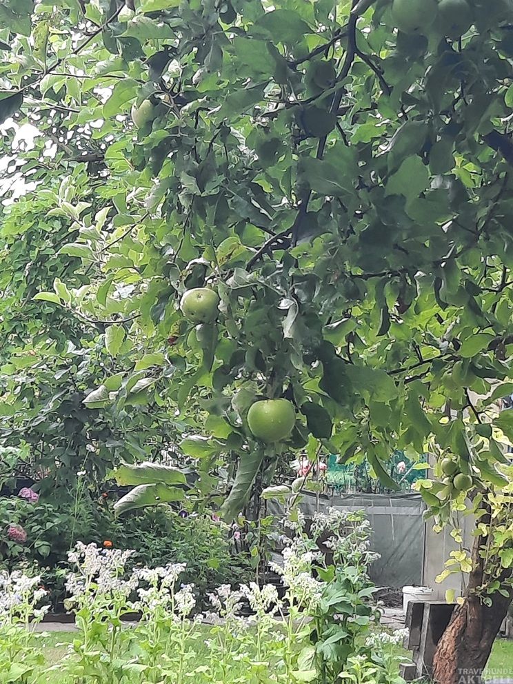 Noch hängen die Äpfel unreif am Baum, bevor im Spätsommer und Herbst die Erntezeit beginnt. Foto: TA