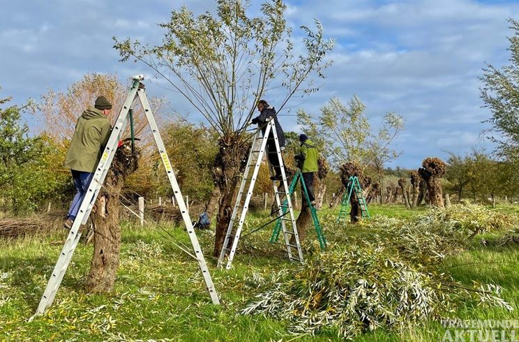 Die Kopfweiden im Naturschutzgebiet »Südlicher Priwall« müssen regelmäßig zurückgeschnitten werden. Foto: Naturwerkstatt Priwall