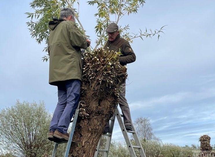 Ehrenamtliche des Landschaftspflegevereins Dummersdorfer Ufer kümmern sich regelmäßig um die Pflege der Kopfweiden. Foto: Naturwerkstatt Priwall
